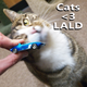 Illustration for article titled Cats lt;3 Live and Let Diecast
